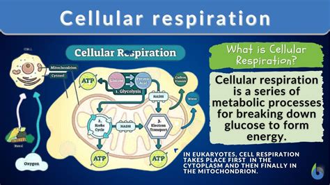 cellular respiration explained simply.